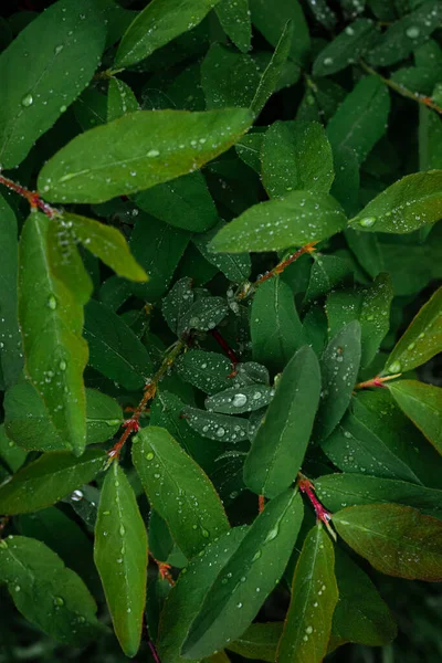 Honeysuckle leaves with raindrops right after rain — Stock Photo, Image