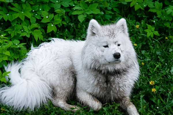 Dirty samoyed dog with guilty expression laying on green lawn. Horizontal orientation