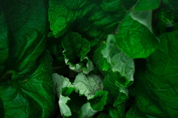 Textur av jätte kardborreblad, närbild — Stockfoto