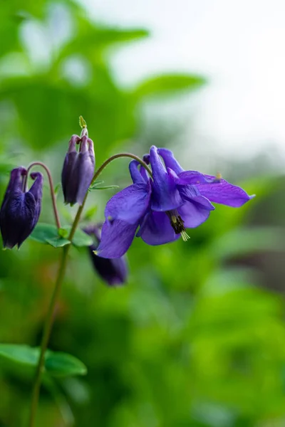 Nahaufnahme Von Blauen Glockenblumen Vertikales Bild Mit Kopierraum — Stockfoto