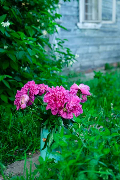 Bouquet of bright pink peonies in milk can on a path, blue wooden house wall in the background. POrtrait orientation