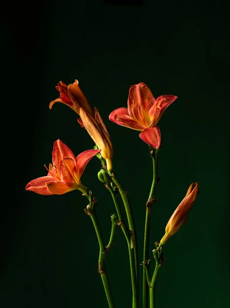 暗めの背景に赤いユリの花束 肖像画向き — ストック写真