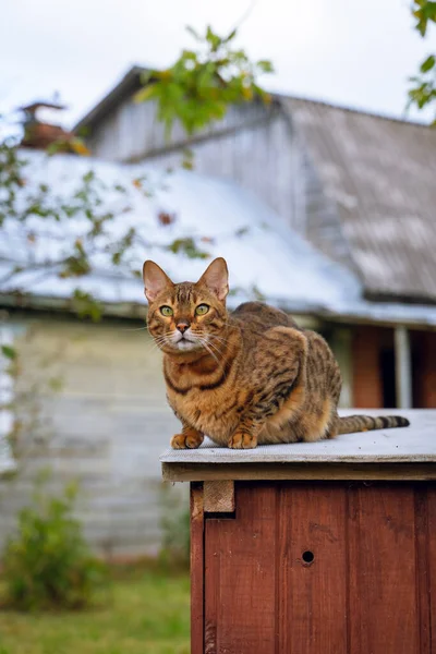 Bengal kedisi bir kır evinin dışında köpek kulübesinde oturuyor. — Stok fotoğraf