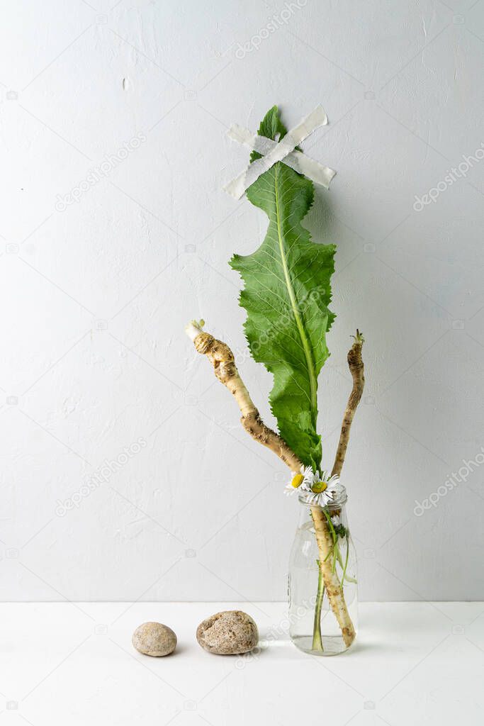 Contemporary still life with horseradish roots and leaf in glass jar and two little stones on white background/ Vertical image with copy space