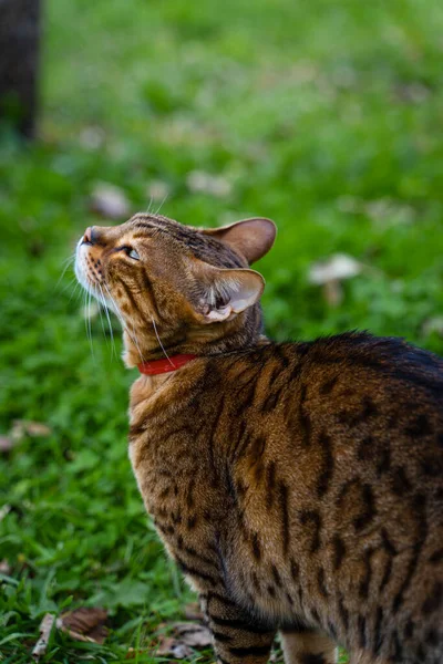 美丽的斑纹猫坐在草地上抬头看 半面肖像 垂直方向与复制空间 — 图库照片