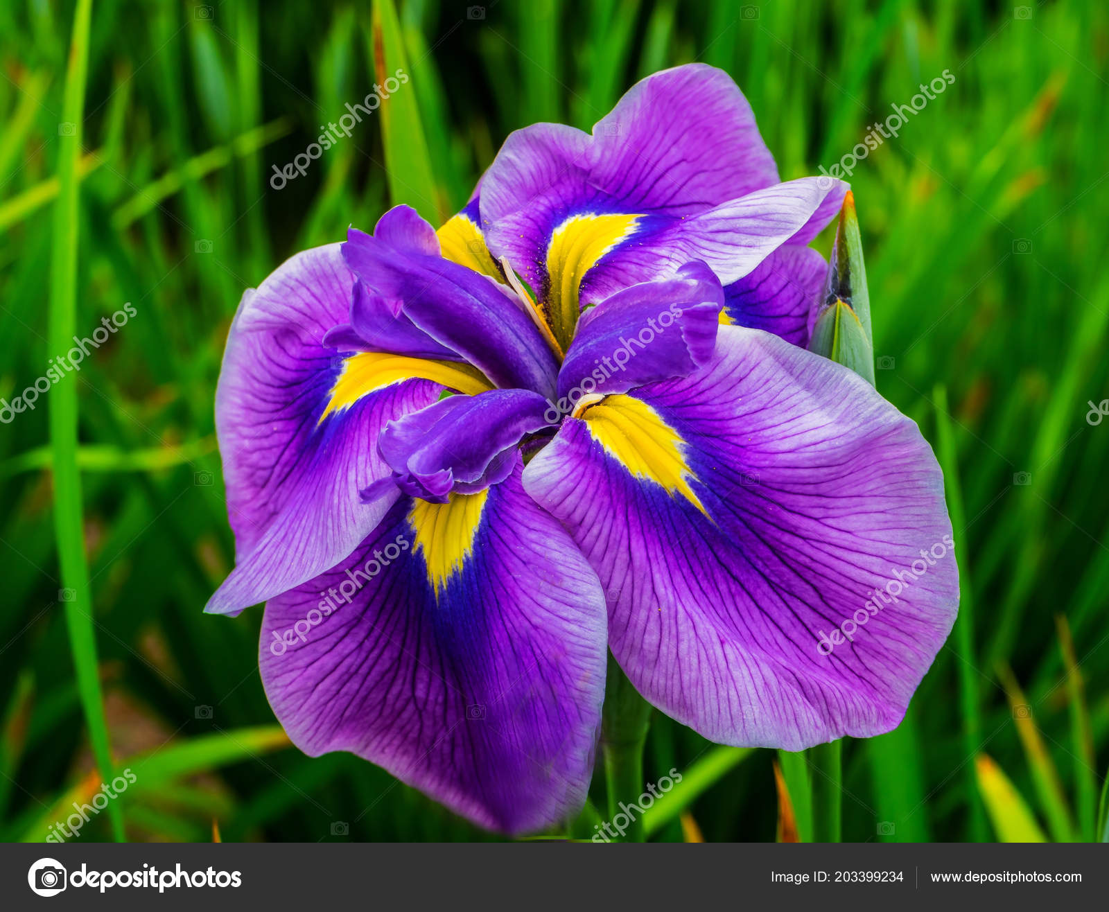 Purple Yellow Large Japanese Iris Iris Ensata Green Leaves Close Stock