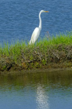 Büyük beyaz ak balıkçıl Ardea Alba Padnaram yeşil çim tuzlu su Marsh Dartmouth Masschusetts
