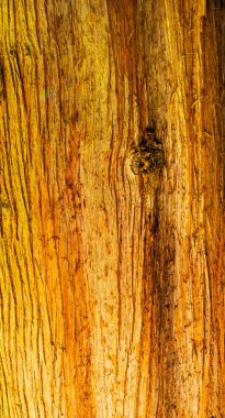 Kıyı Redwood çok uzun ağaç Sekoya yaprak. California sekoya, en uzun yaşayan ağaçlar ve dünya üzerindeki en eski canlılar arasında 