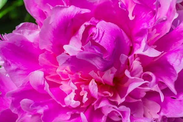 Pétalas Cor Rosa Peônia Flor Paeonia Perrenial — Fotografia de Stock