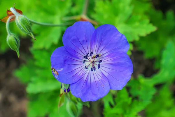 Orange Bee Hardy Blue Geranium Grön Leavesmacro Närbild — Stockfoto