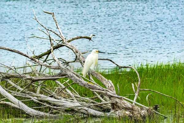 白いダイサギ アルデーア アルバ Padnaram グリーン草塩水沼ダートマス マサチューセッツ — ストック写真