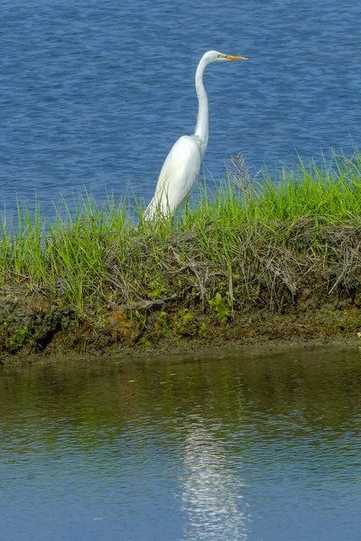 Büyük beyaz ak balıkçıl Ardea Alba Padnaram yeşil çim tuzlu su Marsh Dartmouth Masschusetts