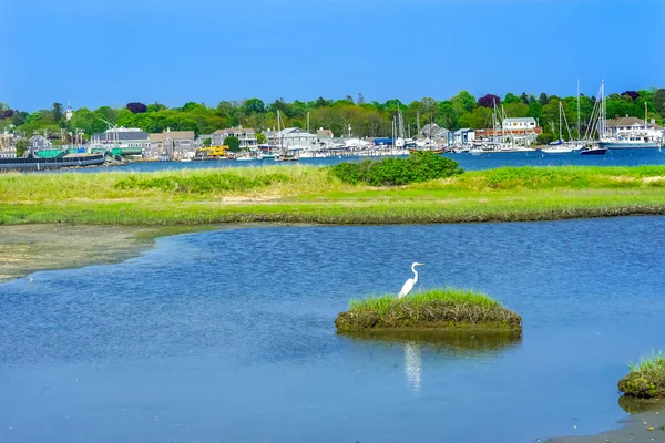 Grande Branco Egret Marsh Padnaram Village Harbor Bridge Buzzards Bay — Fotografia de Stock