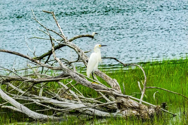 白いダイサギ アルデーア アルバ Padnaram グリーン草塩水沼ダートマス マサチューセッツ — ストック写真
