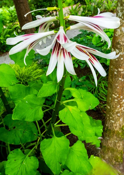 Rouge Blanc Géant Himalaya Lily Plante Feuilles Vertes Fermer — Photo