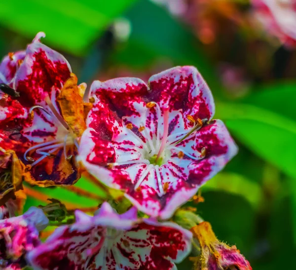 Red White Mountain Laurel Kalmia Latifolia Green Leaves Close Up