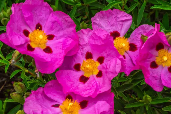 Sok Orchidea Rózsaszín Rockroses Zöld Levelek Közelről Makró — Stock Fotó