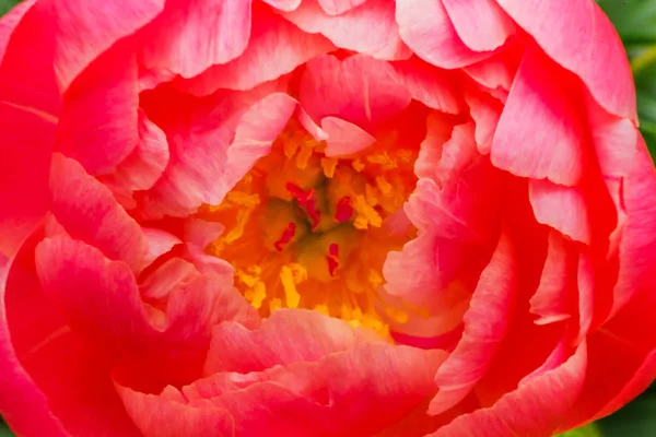 Рожеві Пелюстки Півонія Квітка Paeonia Perrenial — стокове фото