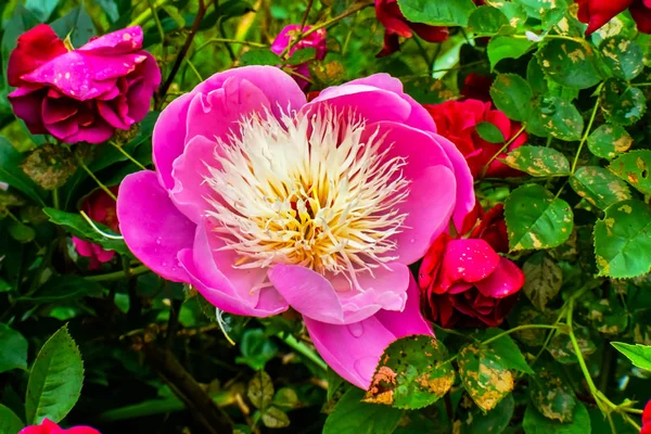 Рожеві Пелюстки Біла Півонія Квітка Paeonia Perrenial Червоних Троянд — стокове фото
