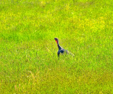 Wild Turkey destek gallopavo yeşil çimen 