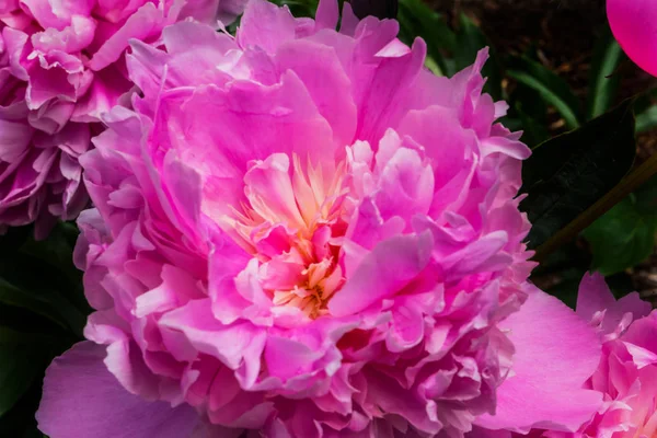 Рожеві Пелюстки Півонія Квітка Paeonia Perrenial — стокове фото