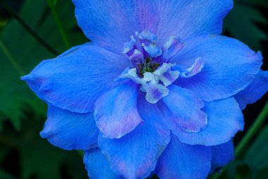 Hafif mavi beyaz Delphinium Larkspur çok yıllık Van Dusen Bahçe Vancouver British Columbia, Kanada