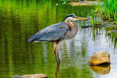 Büyük mavi balıkçıl Ardea herodias gölet Vanier Park Vancouver British Columbia Kanada Pacific Northwest. 