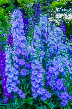Blue White Delphinium Larkspur Perennial Van Dusen Garden Vancouver British Columbia Canada clipart