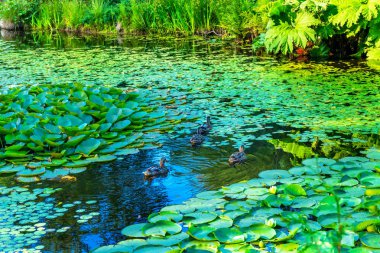 Ducks Green Lily Pads Perennial Van Dusen Garden Vancouver British Columbia Canada clipart