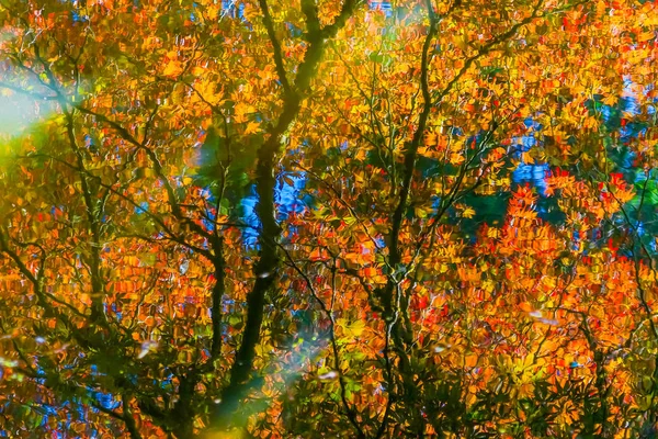 Rote Orange Japanische Ahornbäume Reflektieren Abstrakte Van Dusen Garden Vancouver — Stockfoto