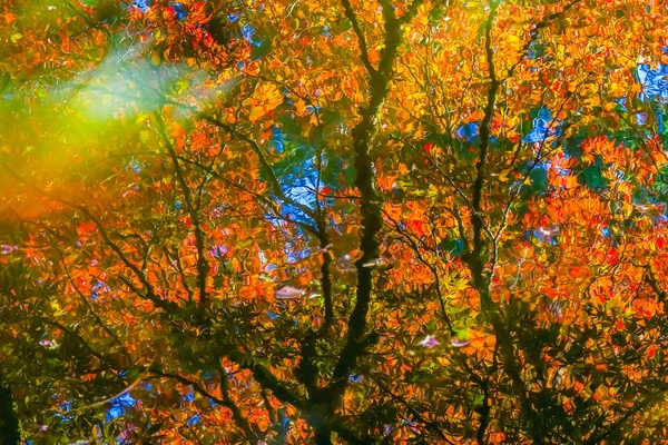 Red Orange Japanese Maple Trees Reflection Abstract Van Dusen Garden — Stock Photo, Image