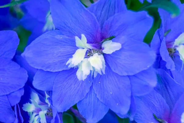 Blå Vit Delphinium Larkspur Perenn Van Dusen Trädgård Vancouver British — Stockfoto