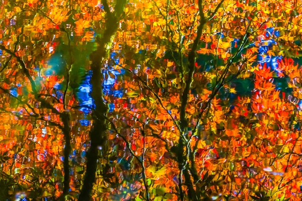 Rood Oranje Japanse Esdoorn Bomen Reflectie Abstract Van Dusen Tuin — Stockfoto