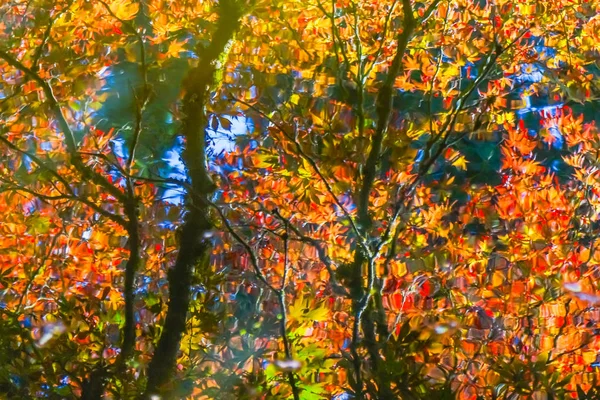 Naranja Roja Arce Japonés Árboles Reflexión Abstracto Van Dusen Garden — Foto de Stock