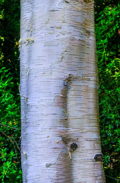 Himalaya Witte Schors Birch Tree Van Dusen Tuin Vancouver Brits — Stockfoto