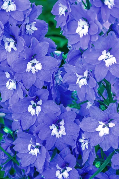 Azul Blanco Delphinium Larkspur Perenne Van Dusen Garden Vancouver Columbia — Foto de Stock