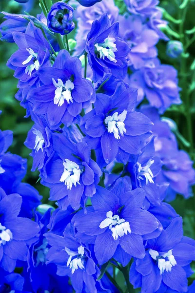 Синій Білий Delphinium Жівокость Саду Багаторічні Ван Дюсена Ванкувері Британської — стокове фото