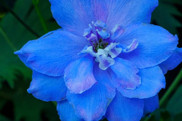 Hafif Mavi Beyaz Delphinium Larkspur Çok Yıllık Van Dusen Bahçe — Stok fotoğraf