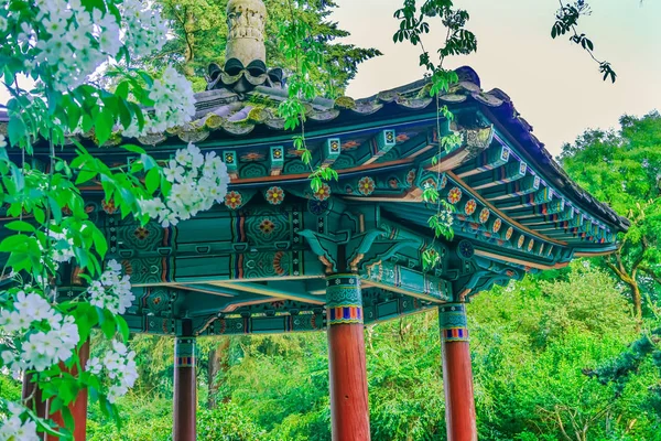 Korean Pagoda Apple White Blossoms Van Dusen Garden Vancouver Canada — Stock Photo, Image