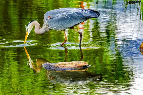 Great Blue Heron Ardea Herodias Pond Vanier Park Vancouver Columbia — Foto de Stock