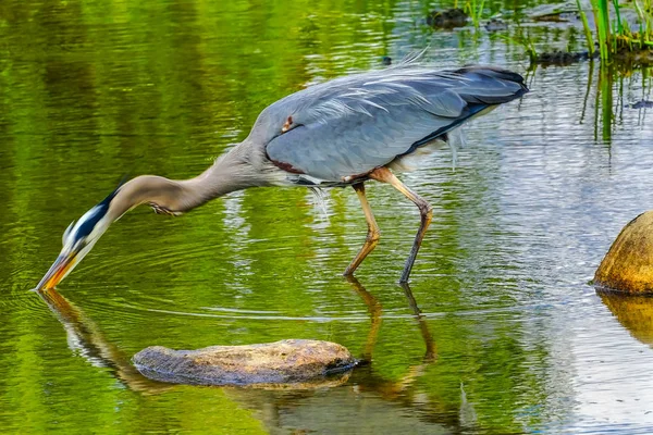 그레이트 Ardea Herodias Vanier 밴쿠버 브리티시 컬럼비아 캐나다 태평양 북서부 — 스톡 사진