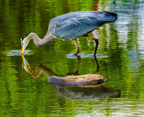 Great Blue Heron Fishing Ardea Herodias Lagoa Vanier Park Vancouver — Fotografia de Stock