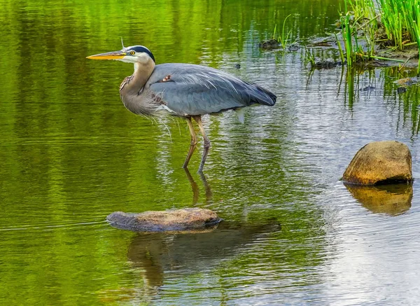 Great Blue Heron Ardea Herodias Pond Vanier Park Vancouver Colúmbia — Fotografia de Stock