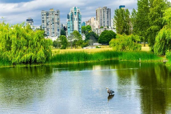 Vancouver Byggnader Great Blue Heron Ardea Herodias Dammen Vanier Park — Stockfoto