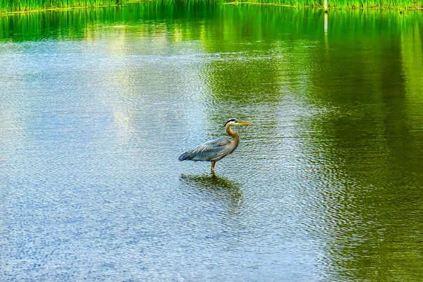 Great Blue Heron Ardea Herodias Pond Vanier Park Vancouver British — Stock Photo, Image