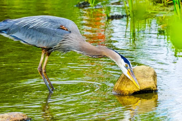 Great Blue Heron Ardea Herodias Pond Vanier Park Vancouver Colúmbia — Fotografia de Stock