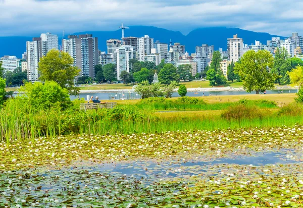 White Water Lelies Vijver Vanier Park Vancouver Brits Colombia Canada — Stockfoto