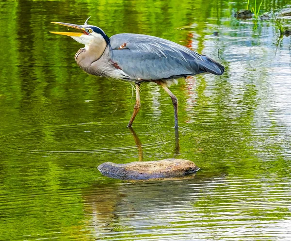 Велика Блакитна Чапля Lauging Ardea Іродіядина Ставок Ваньє Парк Ванкувер — стокове фото