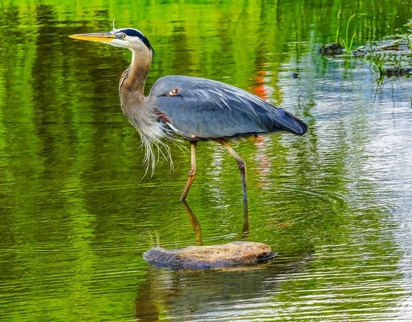 Велика Блакитна Чапля Ardea Іродіядина Ставок Ваньє Парк Ванкувер Британської — стокове фото