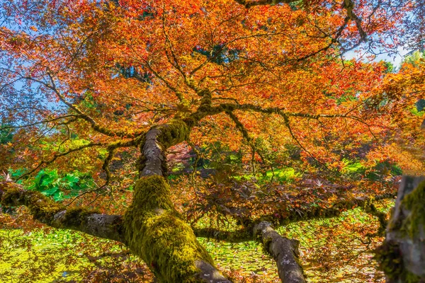 Naranja Roja Arce Japonés Árboles Resumen Van Dusen Garden Vancouver — Foto de Stock